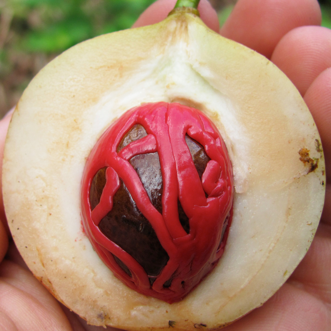 DRIED JATHIKA | NUTMEG SEED | JADHIKAI ( 5 SEEDS )