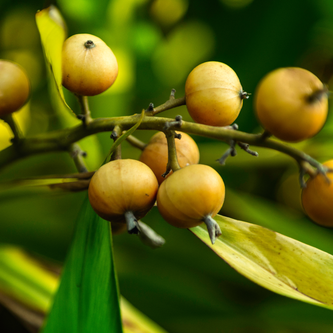 DRIED JATHIKA | NUTMEG SEED | JADHIKAI ( 5 SEEDS )