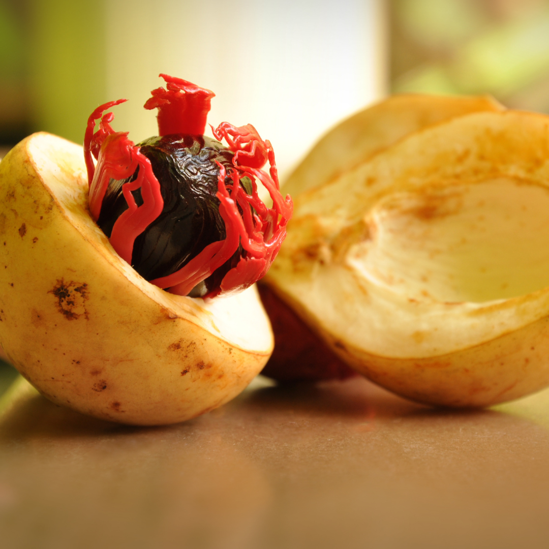 DRIED JATHIKA | NUTMEG SEED | JADHIKAI ( 5 SEEDS )