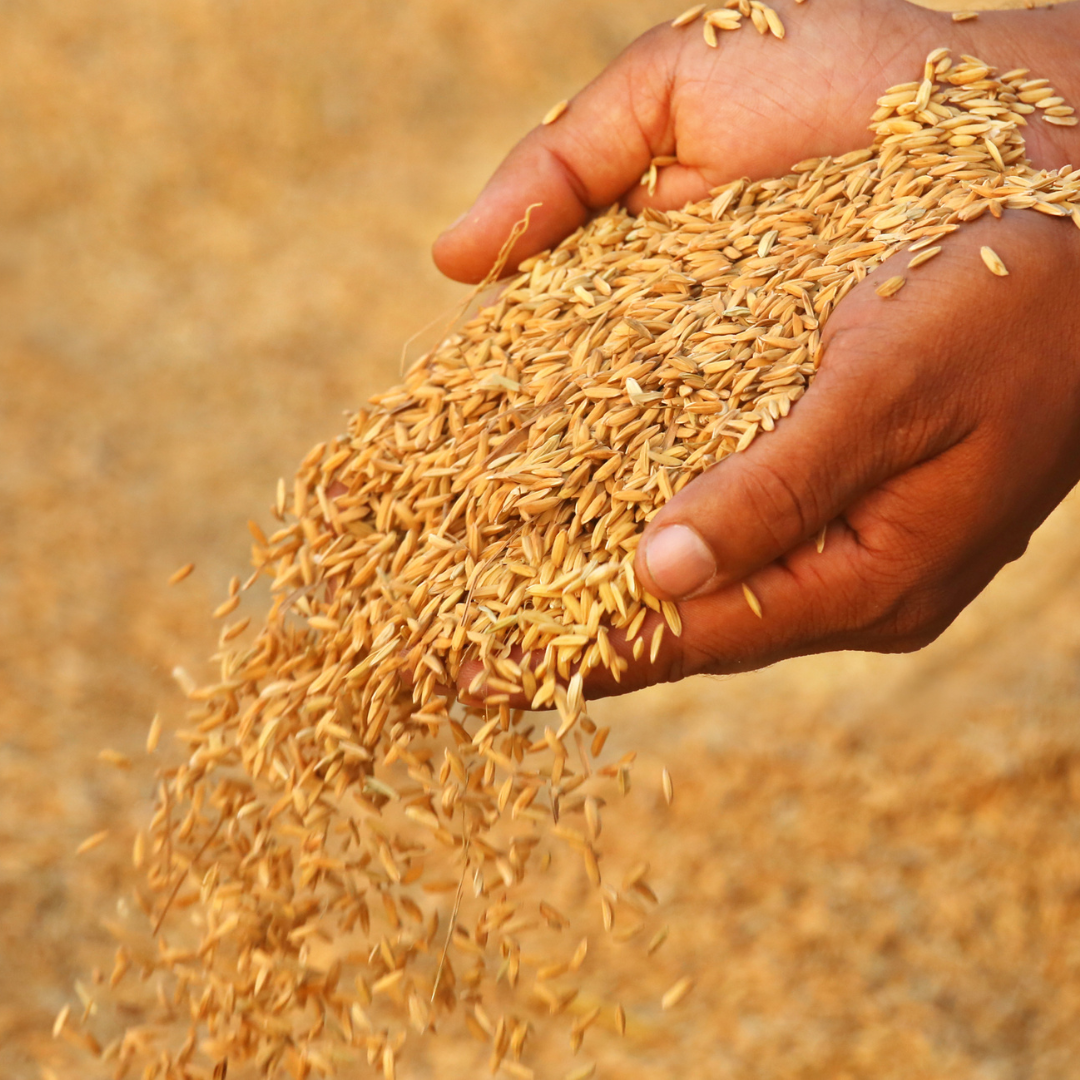 ORGANIC PADDY SEEDS FOR POOJA | VADLU | PUJA HAWAN DHAAN | NELLU