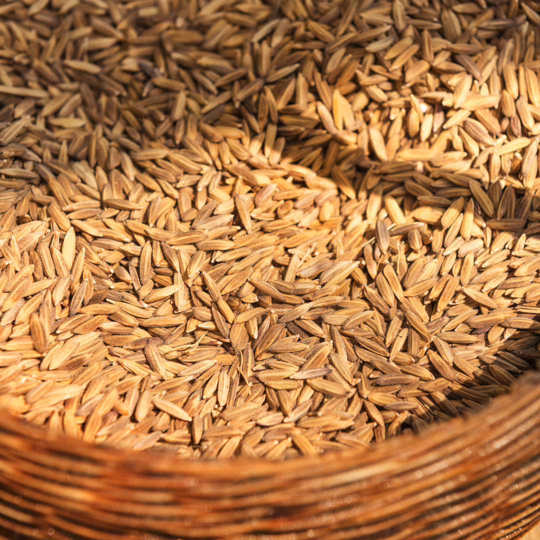 ORGANIC PADDY SEEDS FOR POOJA | VADLU | PUJA HAWAN DHAAN | NELLU